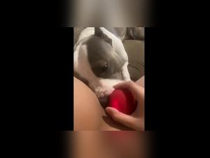 Esploriamo i limiti del desiderio con i cani e il piacere hardcore