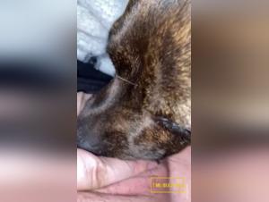 Leccata e dominazione: video XXX dove il proibito diventa realta