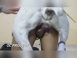 Beyond Boundaries: Canine and Human Desires