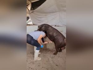 Pig, sesso selvaggio, limiti in eccesso, video espliciti