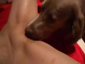 Bestial Sex Video: An Exciting Experience