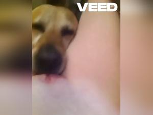 whore sucks her dog, ruthless animal licks