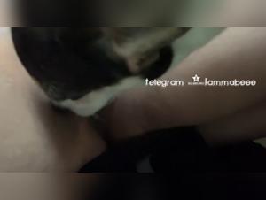 Ecstatic Deep Licking: Animal Love Unveiled