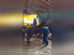 Hardcore xxx: dominio animale e piacere intenso