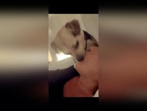 The Whores of the Woods Served to Your Desire