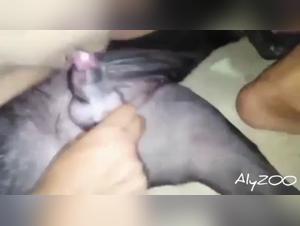 Durata del piacere degli animali? Scopri i nostri video esclusivi.