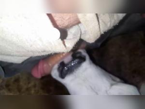 animalporno dog cum