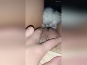 confini del desiderio: porno animali regola