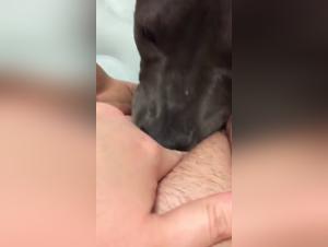 Bestiality sex video: discover the pleasures of the extreme