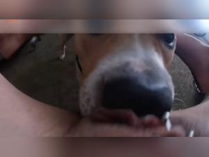 The slave to the art of feline fetishism