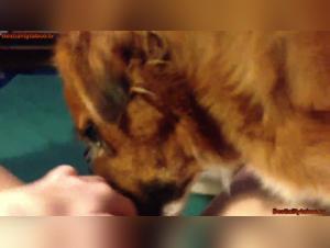 Dog Sex Video: An Intense and Unique Experience