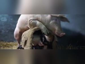 Ethical Boundaries: Exploring Sexdog