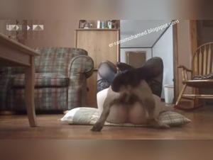 Lurextv e dinamiche di Bestiality Asiatiche