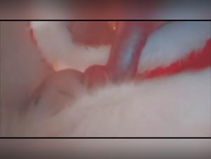 Videos of zoophilia and sex with animals