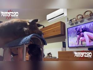 Hemmungsloser Tierfick: Das Schwein Pumbaa wird seiner Wut freien Lauf lassen