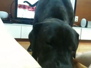 Amateur Video: Bestiality Zoophilia