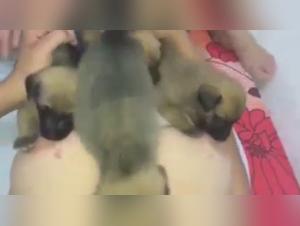 Discover a nursing and breastfeeding scene with a dog