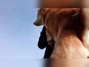 The Hottest Beastiality Videos