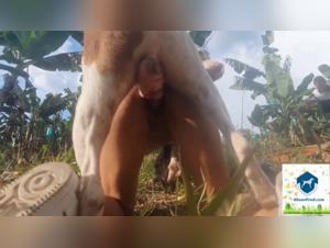 Dog sex video: a woman and a dog on a farm