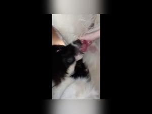 Brutale sega sul landseer, desiderio di animali incontrollabili