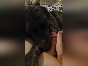 Dog Sucking, Unveiled Truth