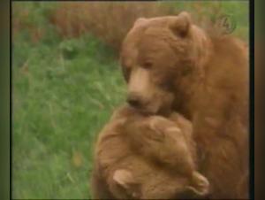 Extreme Bestiality with Male Bears and a Dog