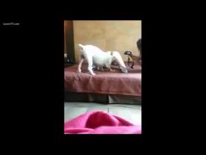 Dog Sex Video: An Unforgettable First Experience