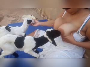 Grandi tette per un gattino rauco - Animal Lust Porn