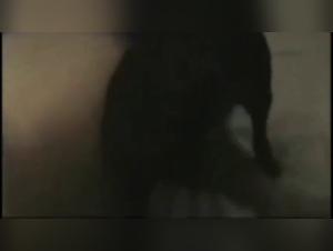 Experience doggy sex like you've never seen it before