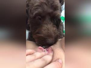 Woman and Dog: A Bestial and Exciting Encounter