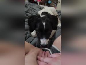 Dominazione canina: delizie salate senza limiti