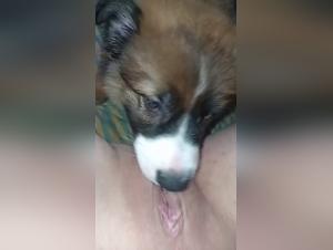 zoophilia zoo videos