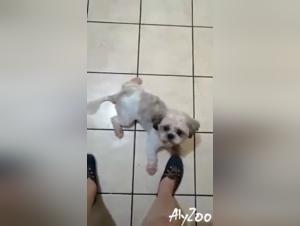 Extreme sex video with a dog and a slut