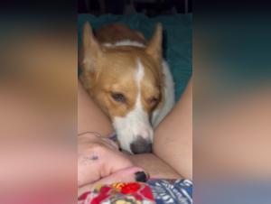 Froufrou incontrollabile: una cagnolina focosa scopa forte