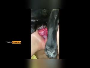 A shocking and exciting zoophilic encounter