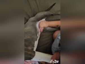 Découvrez les plaisirs de la bestialité avec une adolescente