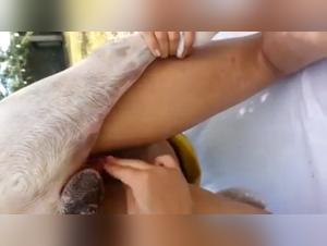 Bestiality sex video: a Latin woman and her dog