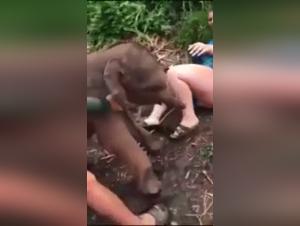 Zoophilia: when the extreme becomes reality