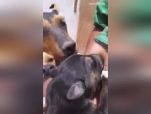 Bestiality sex video: a female dog and a woman