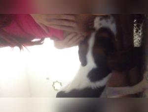 Extreme Zoophilia Video - Don't Miss It