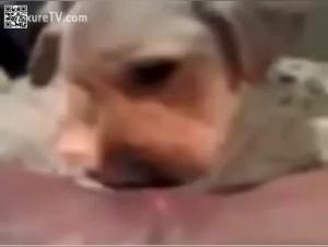 Explorez les Limites de l'Érotisme dans cette Vidéo de Zoophilie Intense