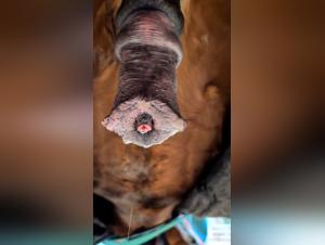 Wild fuck, dog and horse, obscene delights