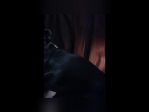 Exploration of limits in an intense zoophilia video