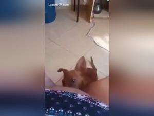 Esplorare i desideri profondi: la sessualita canina e umana
