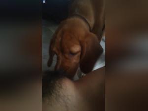 Sex with Dog: An Extreme Experience