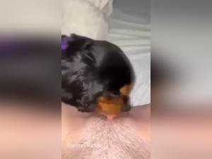 Bestiality scene with a dog and a woman