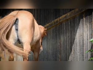 Extreme sexual experience with a horse