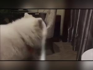 Dog sex: an Asian woman and her dog in an extreme scene