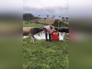 La bestialité dans toute sa splendeur