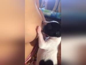 Discover the pleasures of zoophilia in this shocking video